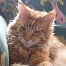 Zak-Ah-Ree Silvi-Cola