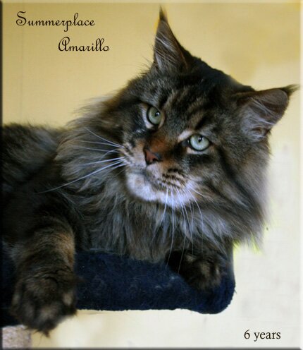 Summerplace Amarillo - maine-coon