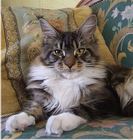 Ametrin's Sigyn - maine-coon