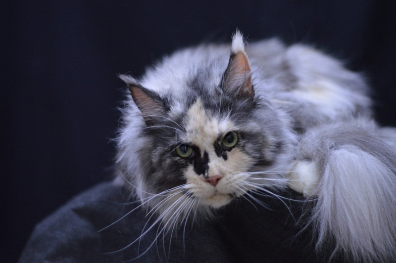 Midnight Chasseur Verginia Eva - Взрослый мейн-кун 4,5 года