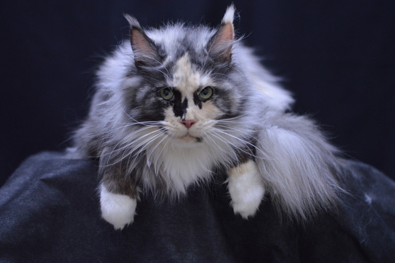 Midnight Chasseur Verginia Eva - Взрослый мейн-кун 4,5 года