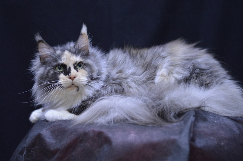 Midnight Chasseur Verginia Eva - Взрослый мейн-кун 4,5 года