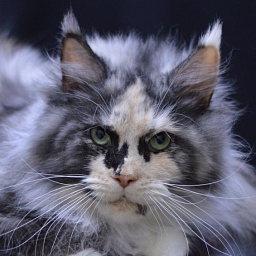 Midnight Chasseur Verginia Eva