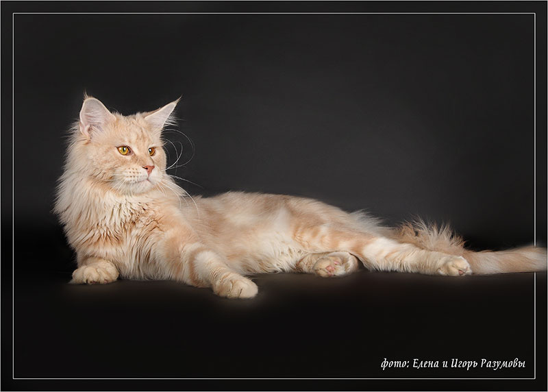 Forest Pride Jackpot - maine-coon