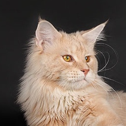 Forest Pride Jackpot