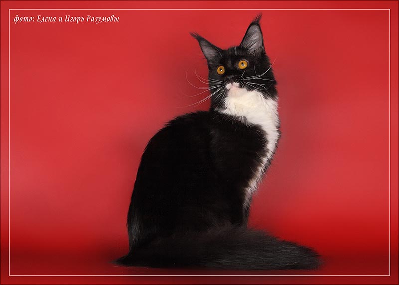 Belocoon's Greza - maine-coon