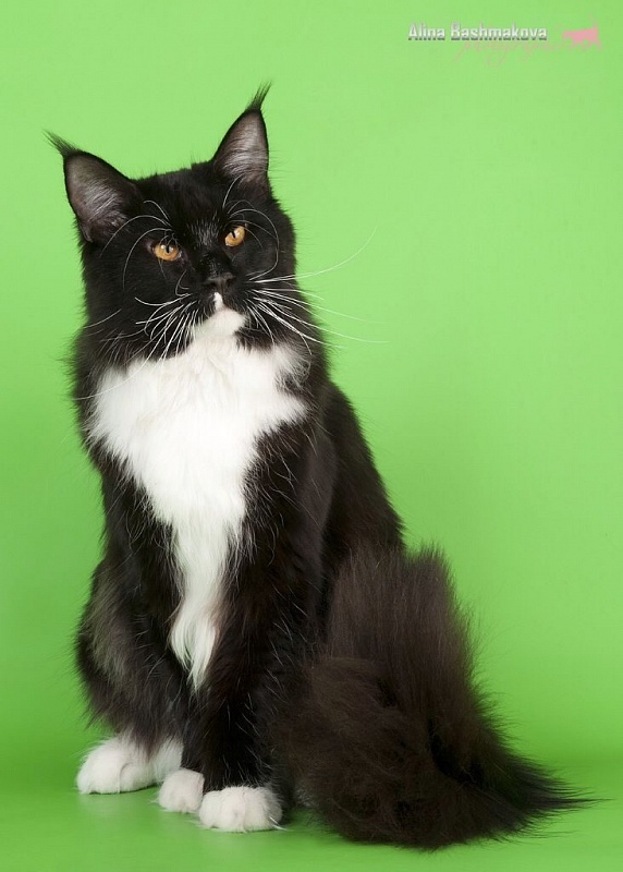 Astrosan Dolph - maine-coon