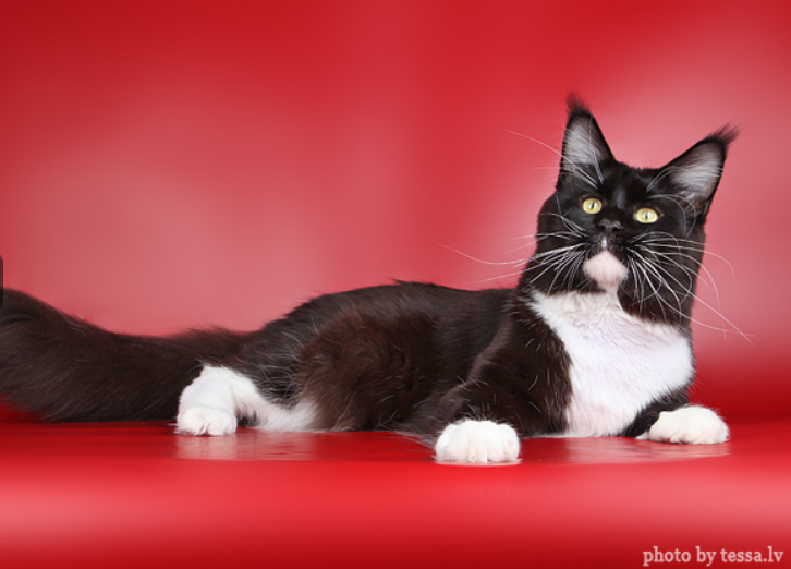 Belocoon's A'Tomas - maine-coon