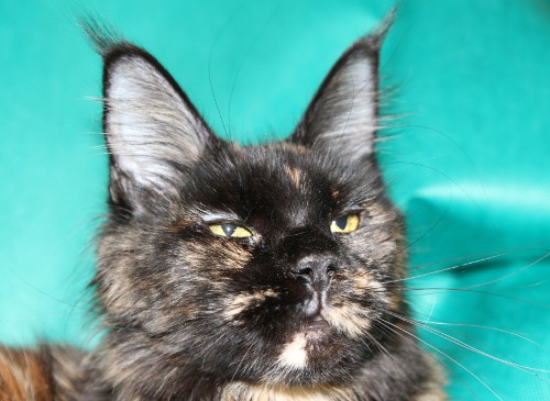 Belocoon's Brunhilde - мейн-кун