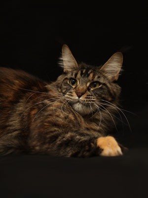 Wildbeautycoon's Lina - maine-coon 01/04/2013