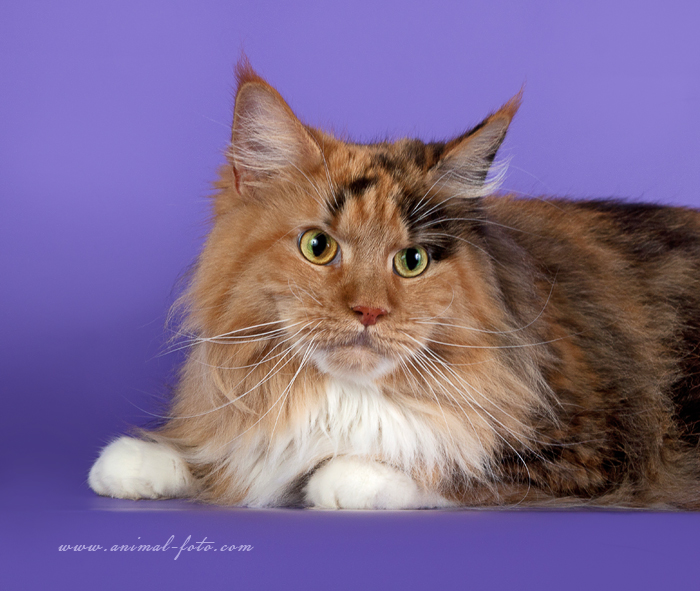 Marylin Monro Goldenfamily - мейн-кун