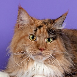 Marylin Monro Goldenfamily