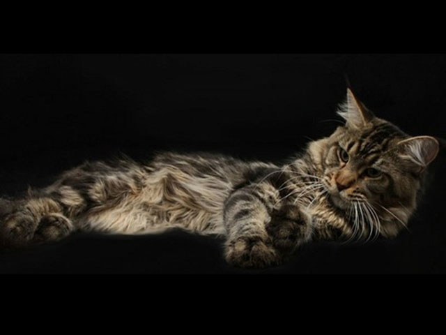 Timaracoon's Gold Digger - maine-coon