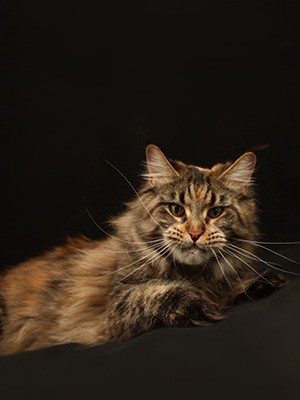 Homelynx Germiona - мейн-кун 04.01.2013