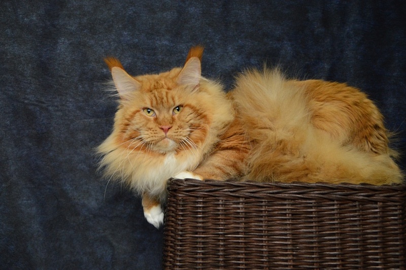 Lexus Akbars & Silver Aqualion - Adult maine-coon 3 years 10 months 2 weeks