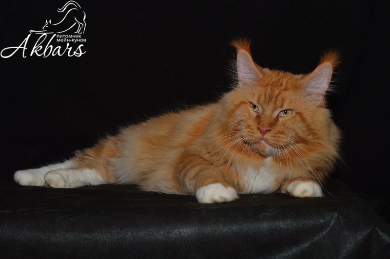 Lexus Akbars & Silver Aqualion - Adult maine-coon 4 years 2.5 weeks