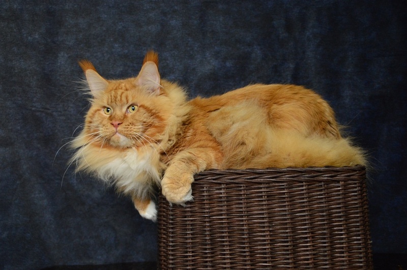 Lexus Akbars & Silver Aqualion - Adult maine-coon 3 years 10 months 2 weeks