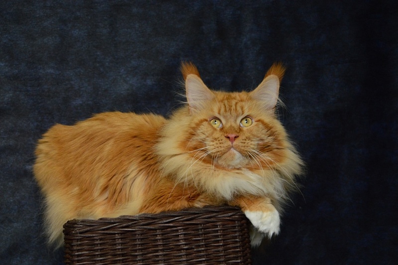 Lexus Akbars & Silver Aqualion - Adult maine-coon 3 years 10 months 2 weeks