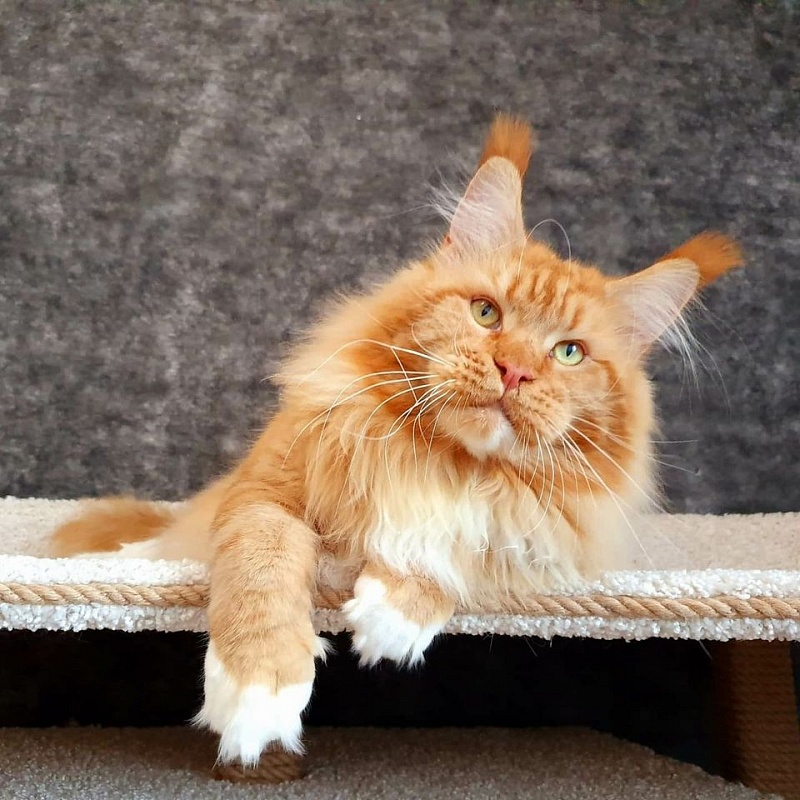 Lexus Akbars & Silver Aqualion - Adult maine-coon 3 years 10 months 2 weeks