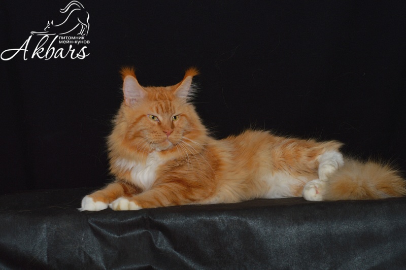Lexus Akbars & Silver Aqualion - Adult maine-coon 4 years 2.5 weeks