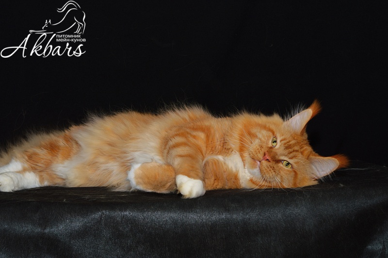 Lexus Akbars & Silver Aqualion - Adult maine-coon 4 years 2.5 weeks
