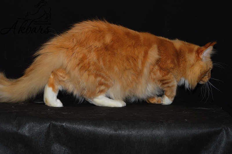Lexus Akbars & Silver Aqualion - Adult maine-coon 4 years 2.5 weeks