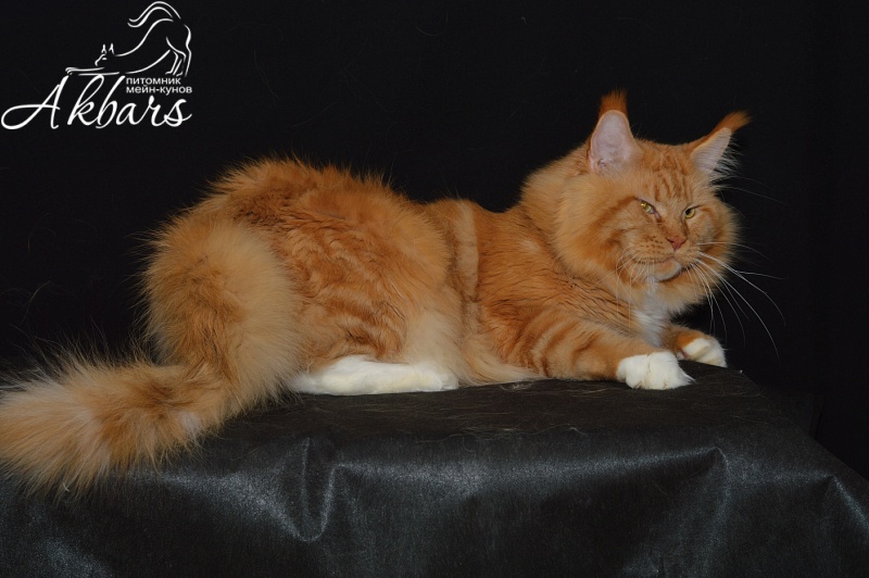 Lexus Akbars & Silver Aqualion - Adult maine-coon 4 years 2.5 weeks