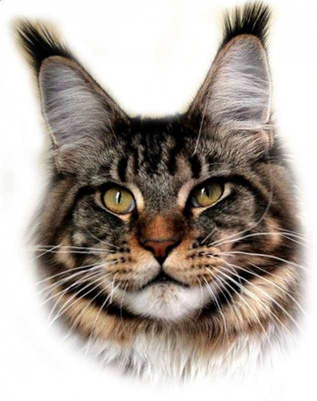 Elisei of Talina City - мейн-кун