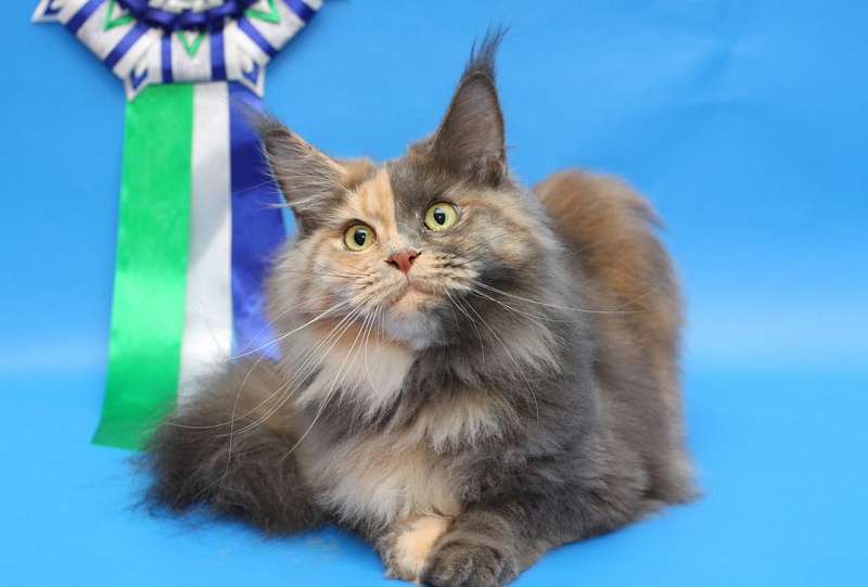 Arabesca Nice Voice - мейн-кун