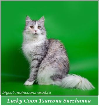 Lucky Coon Tsarevna Snezhanna - maine-coon