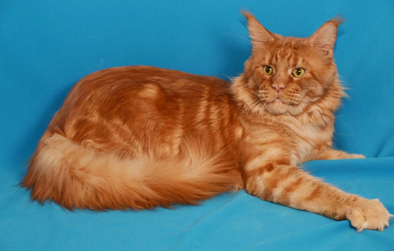 Great Pride Maximus - maine-coon