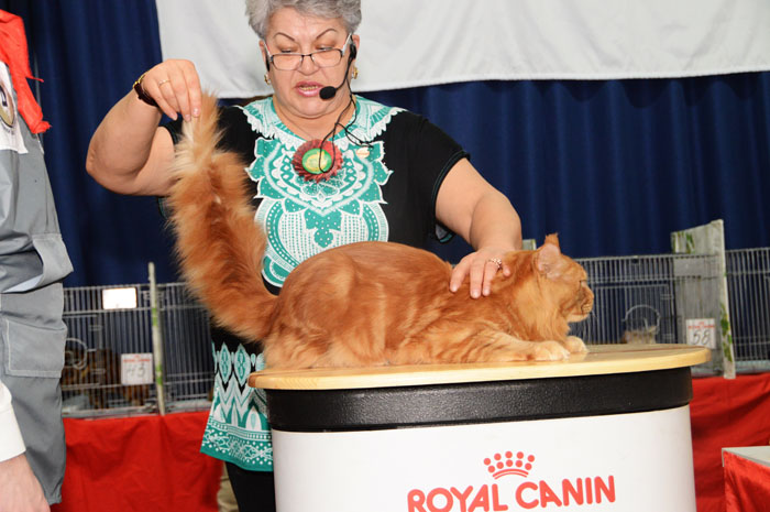 Great Pride Maximus - maine-coon 05/22/2015