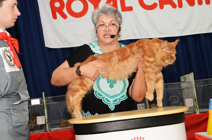 Great Pride Maximus - maine-coon 05/22/2015