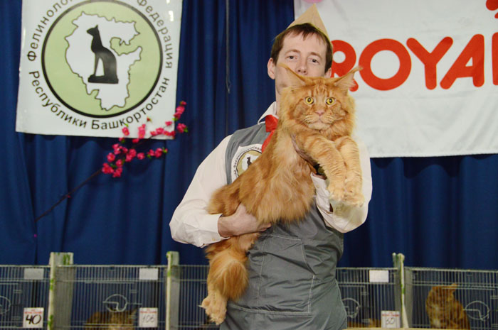 Great Pride Maximus - maine-coon 05/22/2015