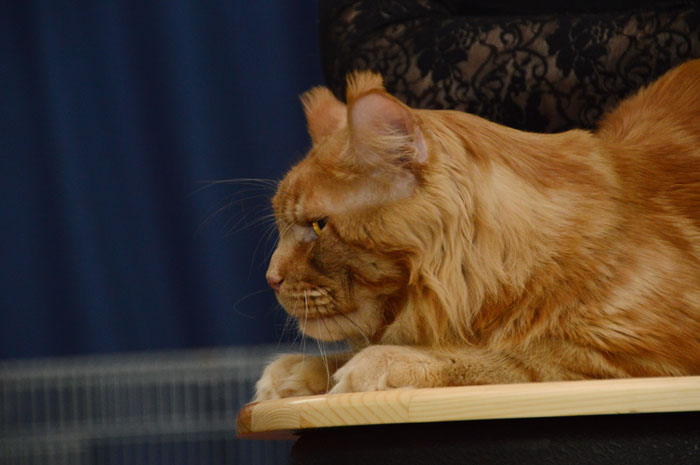 Great Pride Maximus - maine-coon 05/22/2015