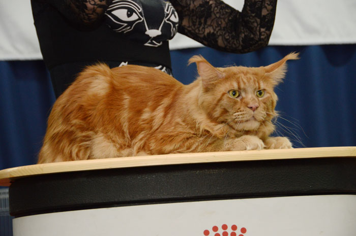 Great Pride Maximus - maine-coon 05/22/2015