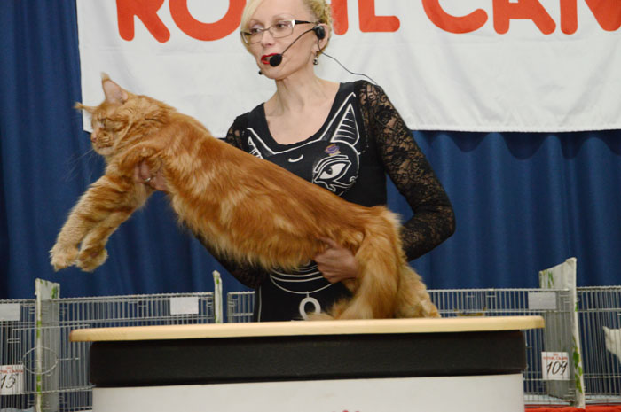 Great Pride Maximus - maine-coon 05/22/2015