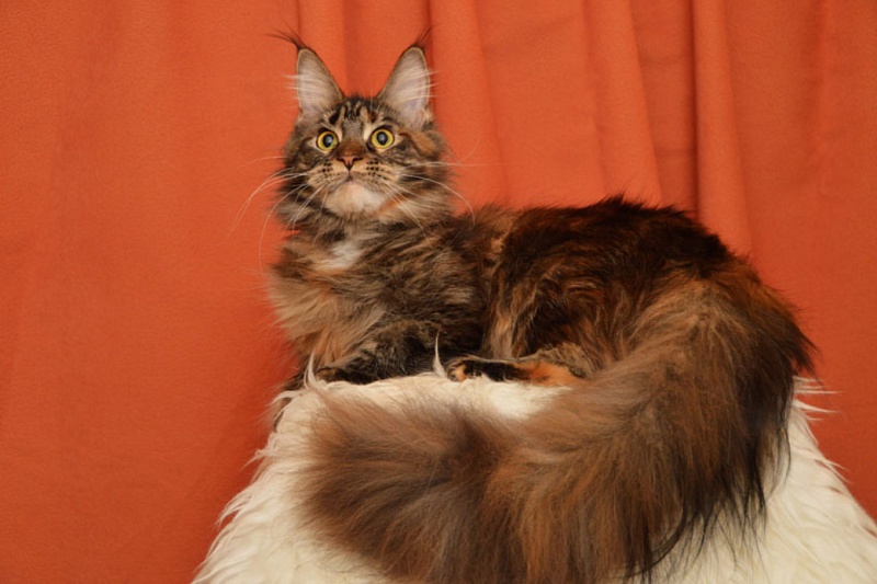 Evrika Katrin Style - maine-coon
