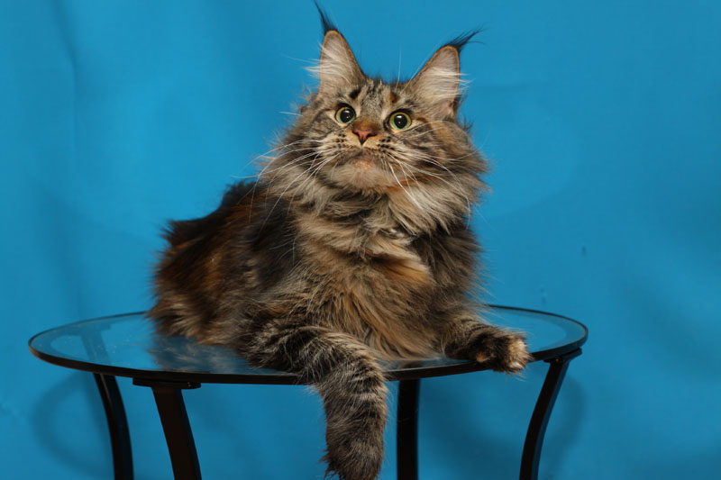 Evrika Katrin Style - maine-coon 10/17/2011