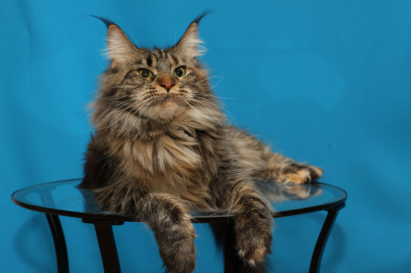 Evrika Katrin Style - maine-coon 10/17/2011