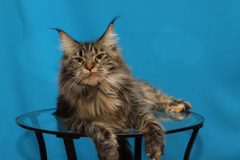 Evrika Katrin Style - maine-coon 10/17/2011