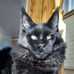 Country Gulliver's Absolute Class