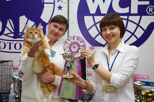 XXX-Lady Krasnyi Dar - мейн-кун