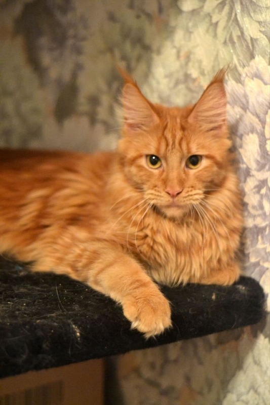 Purr Anola Akbars - maine-coon