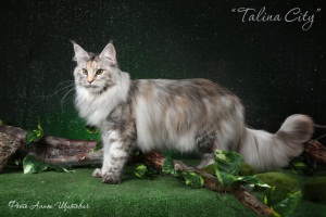 Marvelcoon Madlene - maine-coon 09/28/2012