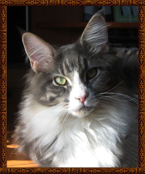 Savagecoon Issue - maine-coon