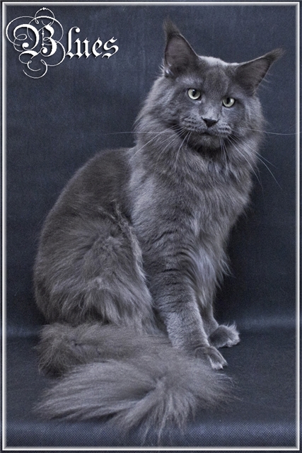 Glorias Terra Blues of Midnight - maine-coon