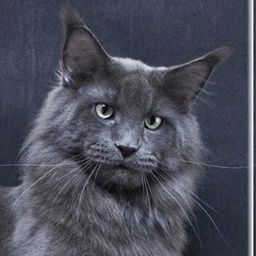 Glorias Terra Blues of Midnight