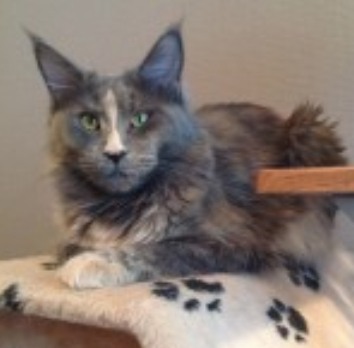 Volgacoon Chepi-Ayda - maine-coon