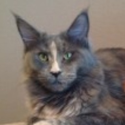 Volgacoon Chepi-Ayda